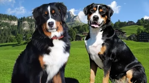 mountain burmese dogs - caring