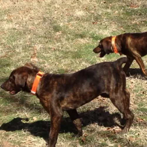 mountain cur dogs - caring