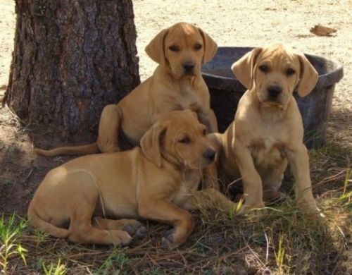 mountain cur puppies