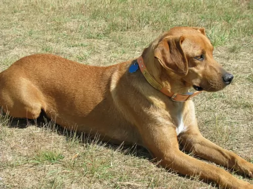 mountain view cur dog - characteristics