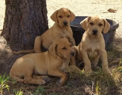 mountain view cur puppies - health problems