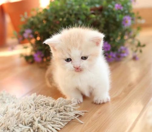 Munchkin Cats For Sale | Colorado Springs, CO #195825 ...