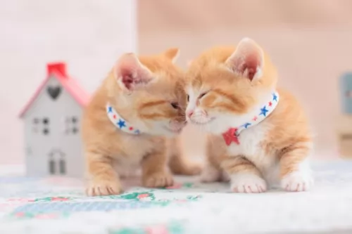 munchkin kittens - health problems
