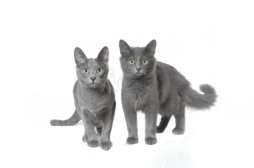 nebelung cats - caring
