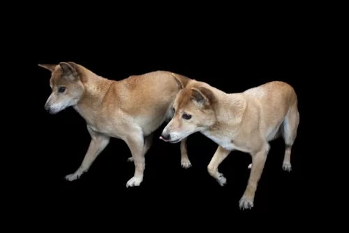 new guinea singing dog dogs - caring
