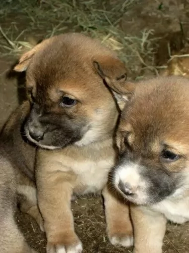new guinea singing dog puppies - health problems