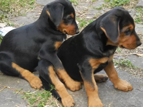 new zealand huntaway puppies - health problems