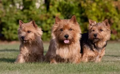 norfolk terrier dogs - caring