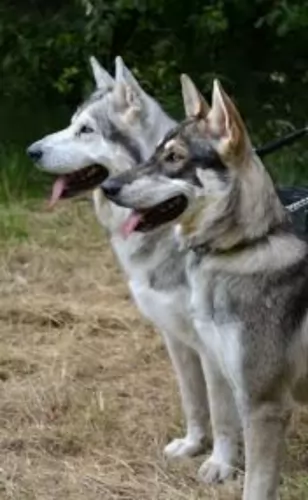 northern inuit dog dogs - caring