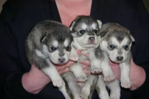 northern inuit dog puppies - health problems