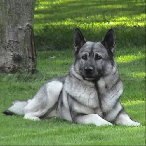 norwegian elkhound dog - characteristics