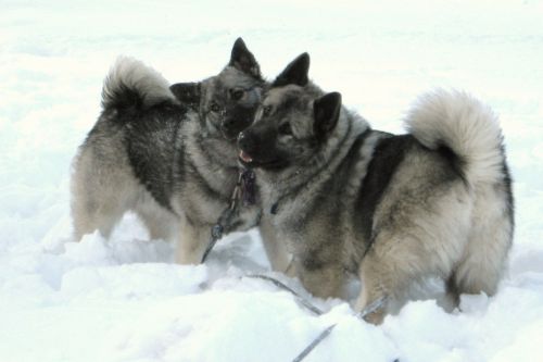 norwegian elkhound dogs