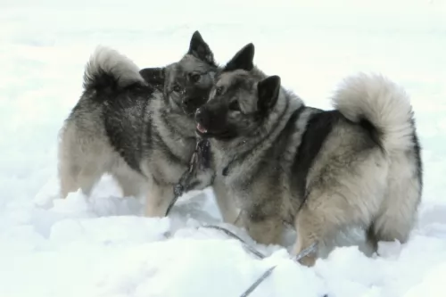 norwegian elkhound dogs - caring