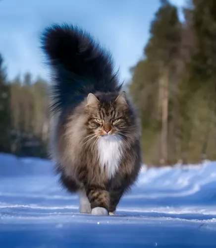 norwegian forest cat - history