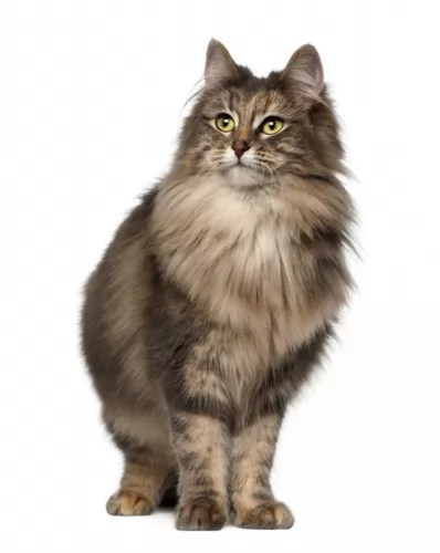 norwegian forest cat cat - characteristics