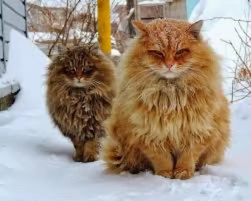 norwegian forest cat cats - caring