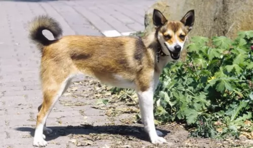 norwegian lundehund dog - characteristics