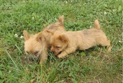 norwich terrier puppies