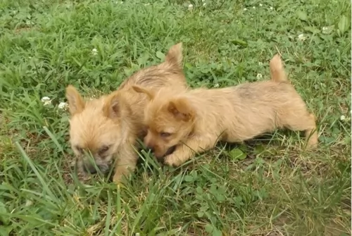 norwich terrier puppies - health problems