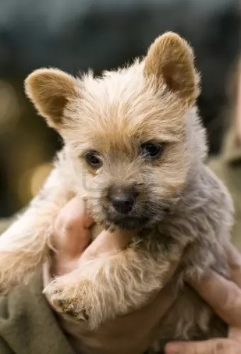 norwich terrier puppy - description