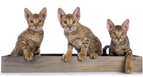 ocicat kittens - health problems