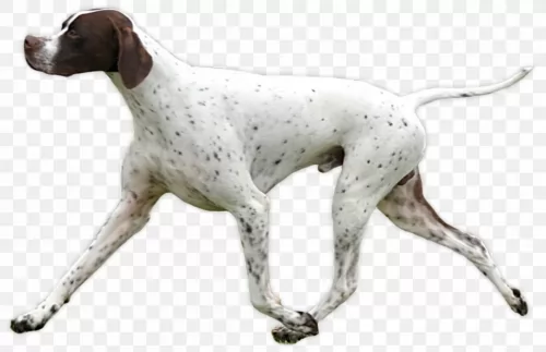 old danish pointer dog - characteristics