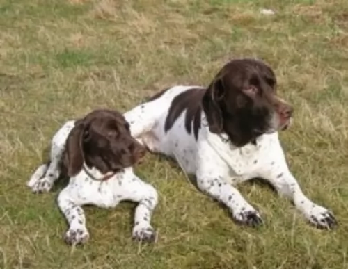old danish pointer dogs - caring