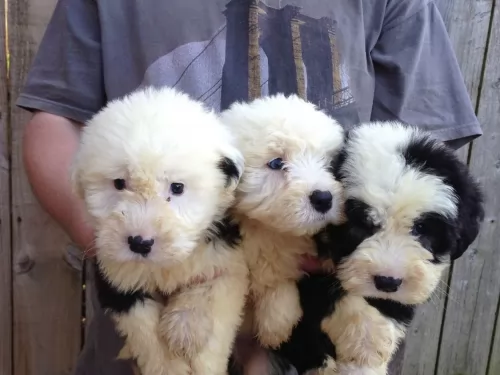 old english sheepdog puppies - health problems