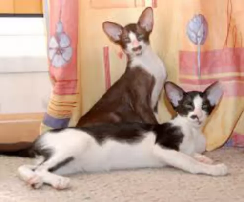 oriental bicolour cats - caring