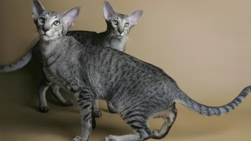 oriental shorthair cats - caring