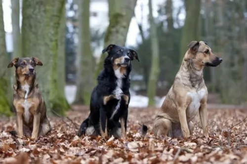osterreichischer kurzhaariger pinscher dogs - caring