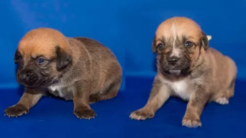 osterreichischer kurzhaariger pinscher puppies - health problems