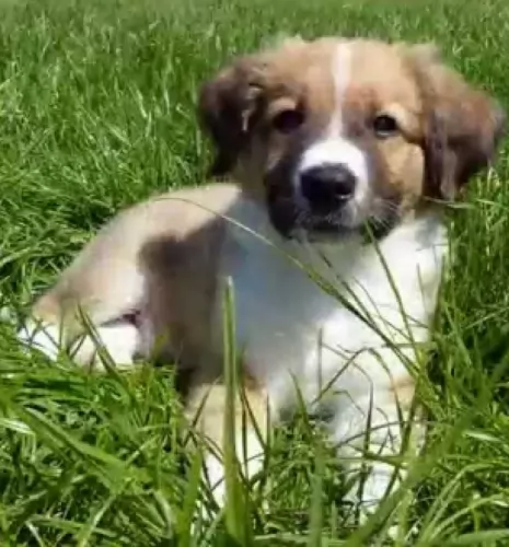 osterreichischer kurzhaariger pinscher puppy - description