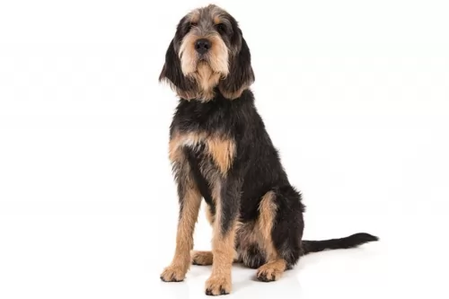 otterhound dog - characteristics