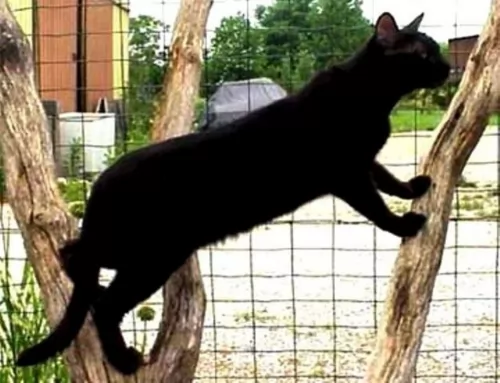 pantherette cat - characteristics