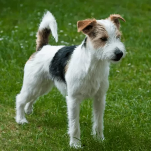parson russell terrier - history