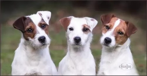parson russell terrier dogs - caring
