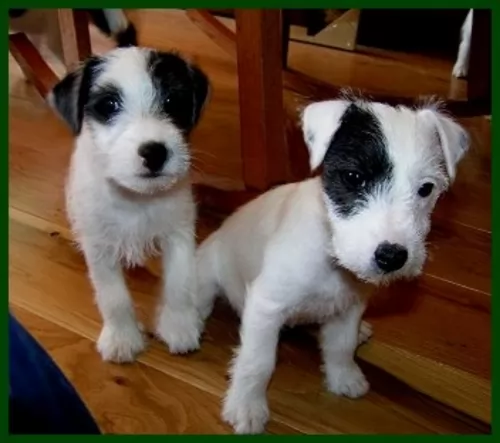 parson russell terrier puppies - health problems