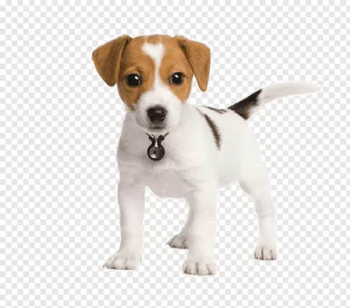 parson russell terrier puppy - description