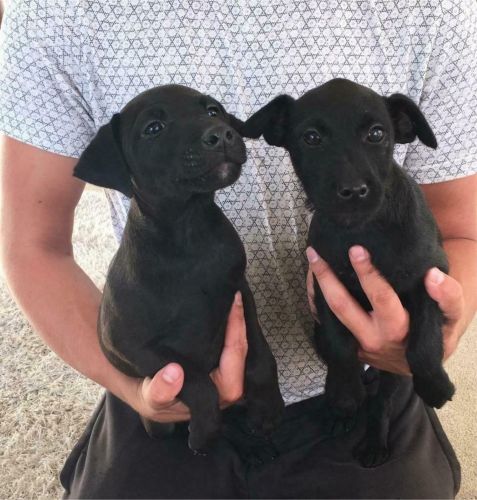 patterdale terrier puppies