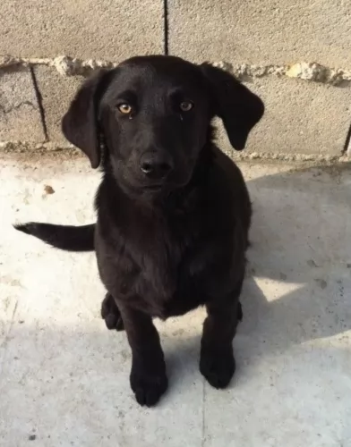 perro de pastor mallorquin puppy - description