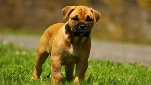perro de presa mallorquin puppy - description