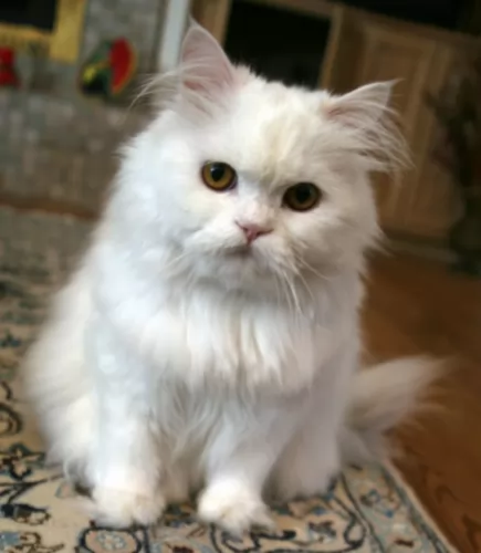 persian kitten - description
