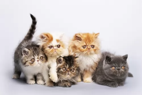 persian kittens - health problems