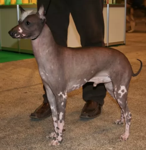 peruvian hairless dog - characteristics