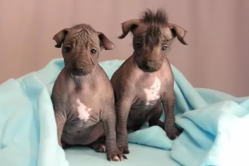 peruvian hairless puppies - health problems