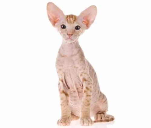 peterbald kitten - description