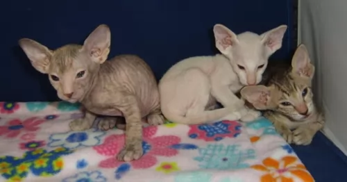 peterbald kittens - health problems
