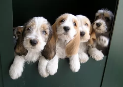 petit basset griffon vendeen puppies - health problems