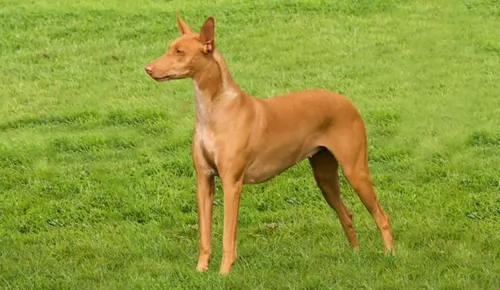 pharaoh hound dog - characteristics